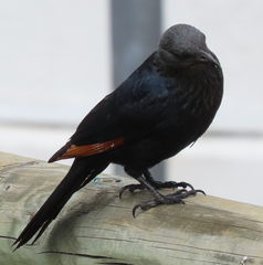 Onychognathus morio morio