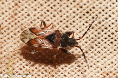 Scolopostethus