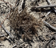 Cardionema ramosissimum