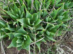 Aloe ecklonis