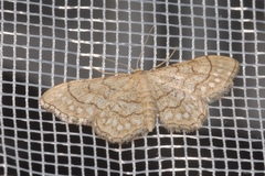 Idaea moniliata