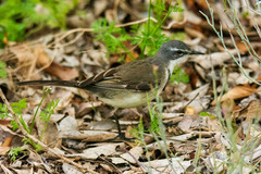 Motacilla capensis
