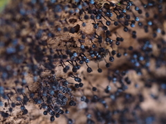 Collaria arcyrionema