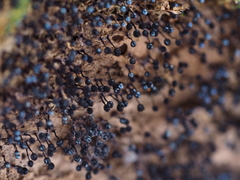 Collaria arcyrionema