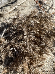 Cardionema ramosissimum