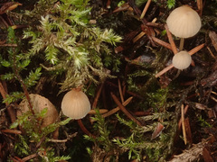 Mycena metata