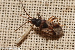 Scolopostethus