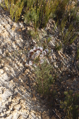 Serruria phylicoides