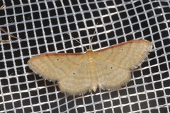 Idaea humiliata