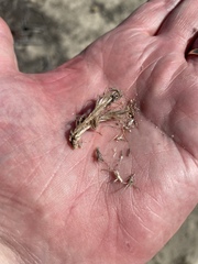 Cardionema ramosissimum