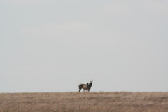 Equus quagga