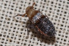 Conomelus anceps