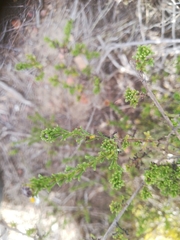 Cymbopappus adenosolen