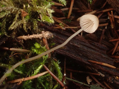 Mycena metata