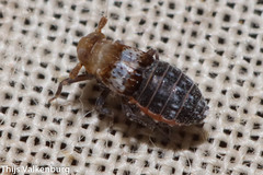Conomelus anceps