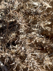 Cardionema ramosissimum