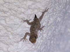 Mediodactylus kotschyi