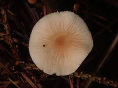 Cystoderma carcharias