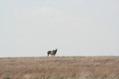 Equus quagga
