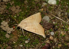 Atethmia algirica
