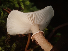 Cystoderma carcharias