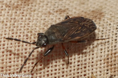 Peritrechus