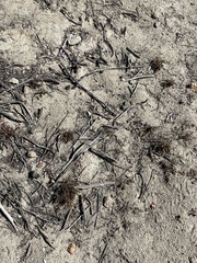 Cardionema ramosissimum