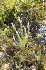 Spatalla racemosa