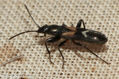 Pterotmetus dimidiatus