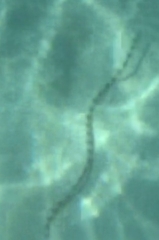 Myrichthys colubrinus