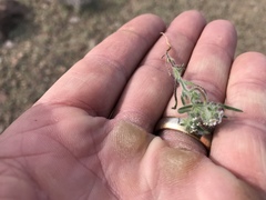 Cryptantha pterocarya