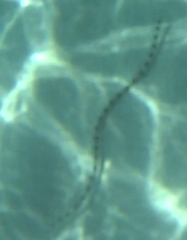 Myrichthys colubrinus