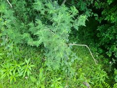 Artemisia afra
