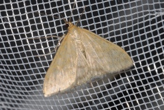 Sitochroa verticalis