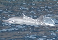 Stenella longirostris
