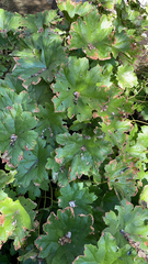 Darmera peltata