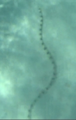 Myrichthys colubrinus