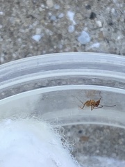 Dorymyrmex flavus