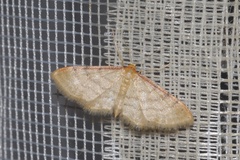 Idaea humiliata