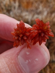 Sphagnum subnitens