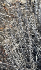 Eriophyllum confertiflorum