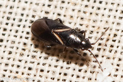 Aoploscelis bivirgatus