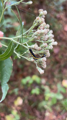 Cucullia convexipennis