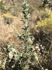 Cliffortia ruscifolia