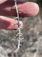 Eriophyllum confertiflorum