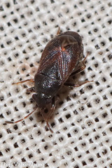Stygnocoris
