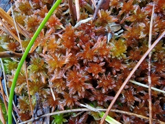 Sphagnum subnitens