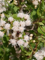 Copestylum marginatum