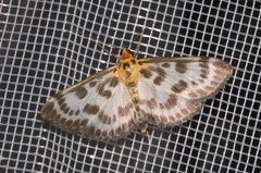 Anania hortulata