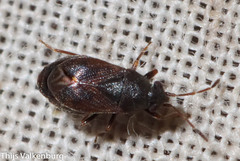 Stygnocoris